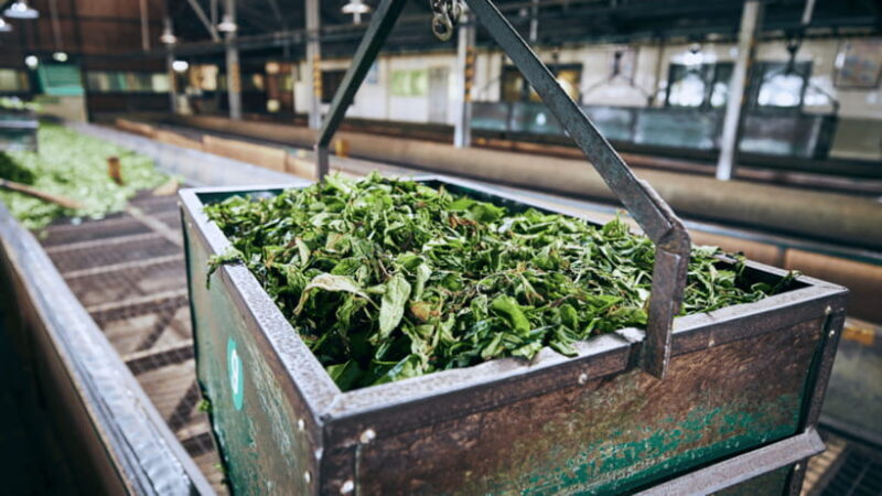 Taipei: Daxi Old Street and Tea Factory, Xiaowulai Day Tour - Jiaoban Mountain Park and Lush Landscapes