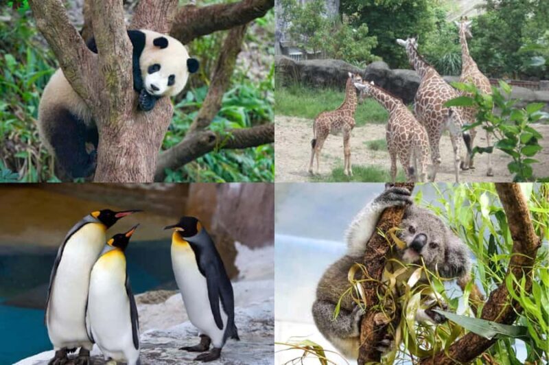 Taipei: Maokong Gondola & Zoo Combo Ticket with Train - Good To Know