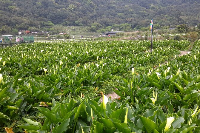 Taipei Tour Pick up From Keelung Port Private Group - Tour Details