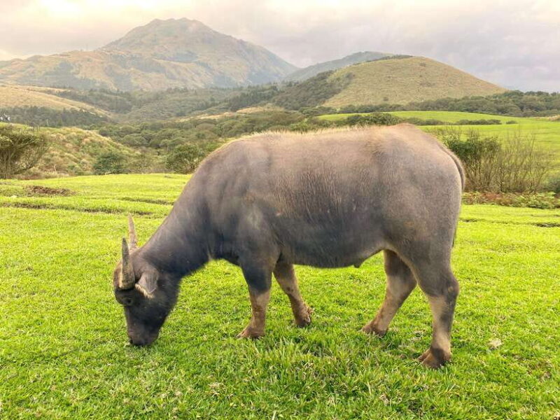 Taipei: Yangmingshan & Beitou Full-Day Tour - Good To Know