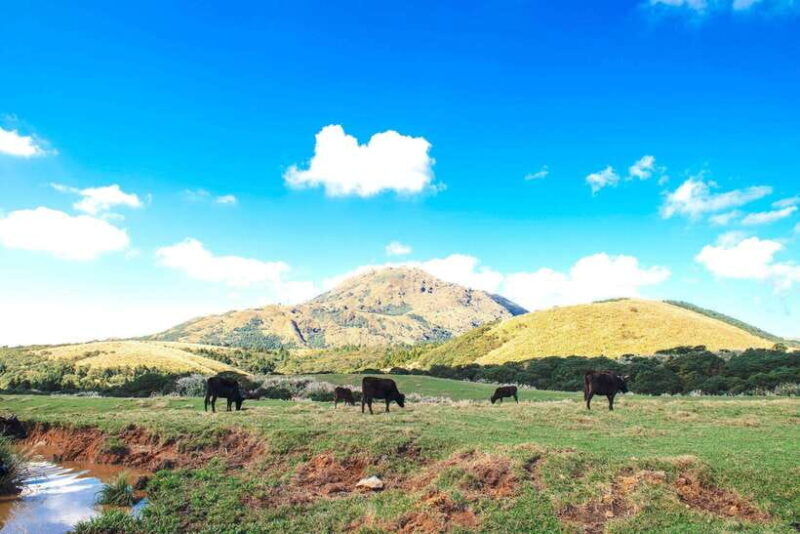 Taipei: Yangmingshan & Beitou Full-Day Tour - A Deep Dive into the Tour Experience