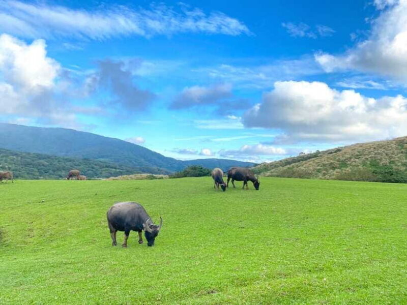 Taipei: Yangmingshan & Beitou Full-Day Tour - FAQs