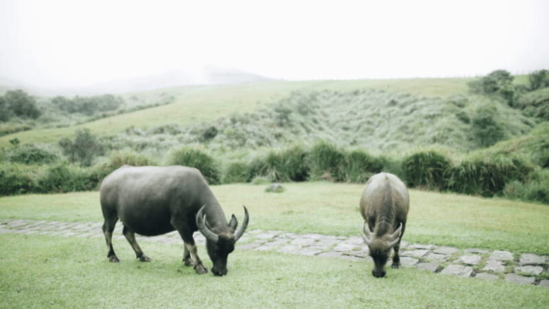 Taipei: Yangmingshan National Park Half-Day Tour - Practical Aspects: Transport, Timing, and Group Size