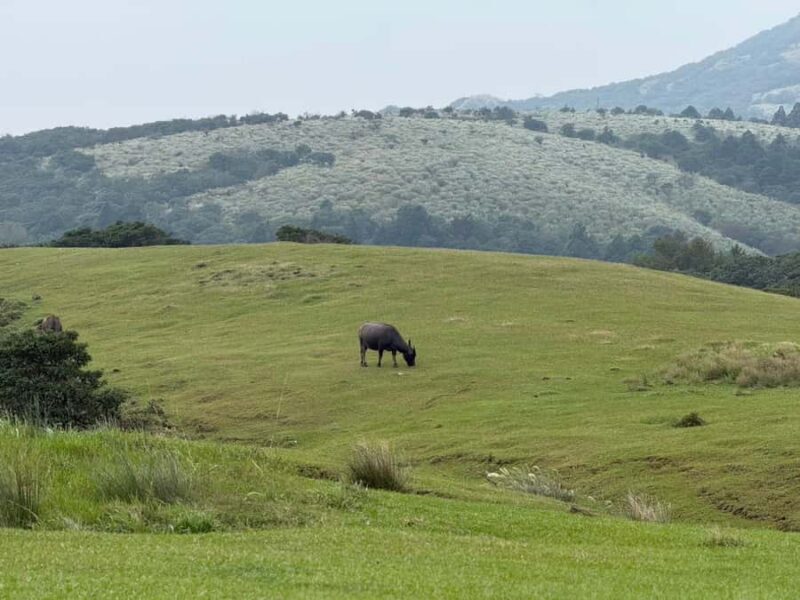 Taipei: Yangmingshan, Palace Museum & Shilin Night Market - Relaxing in Hot Springs: A Soothing Finish