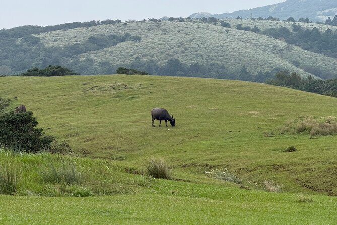 Taipei: Yangmingshan, Palace Museum & Shilin Night Market - Good To Know