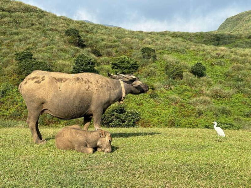Taipei: Yanmingshan walking tour - Qingtiangang Grassland - Good To Know