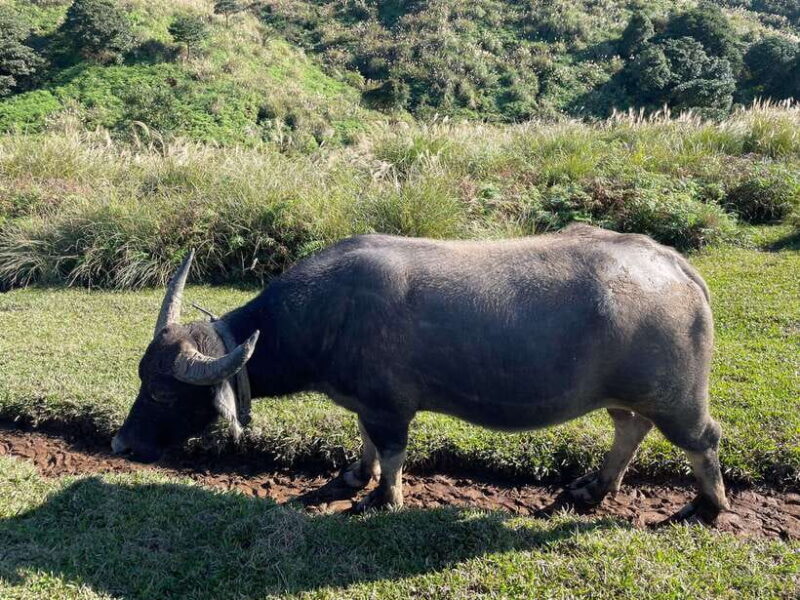 Taipei: Yanmingshan walking tour - Qingtiangang Grassland - The Itinerary in Detail