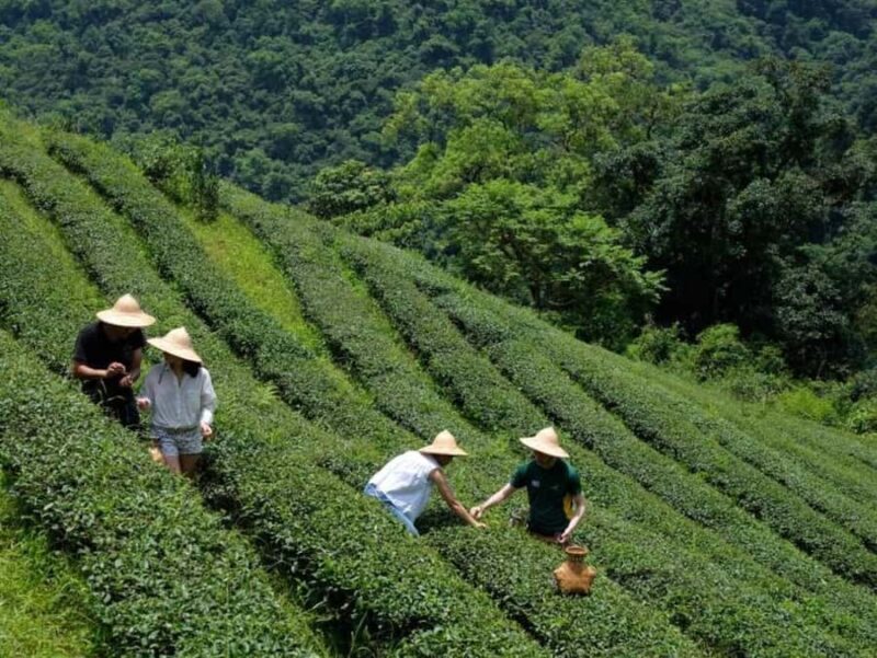 Taipei: Yilan Tea Farm and Brewery Tour with Lunch - Practical Details and Considerations