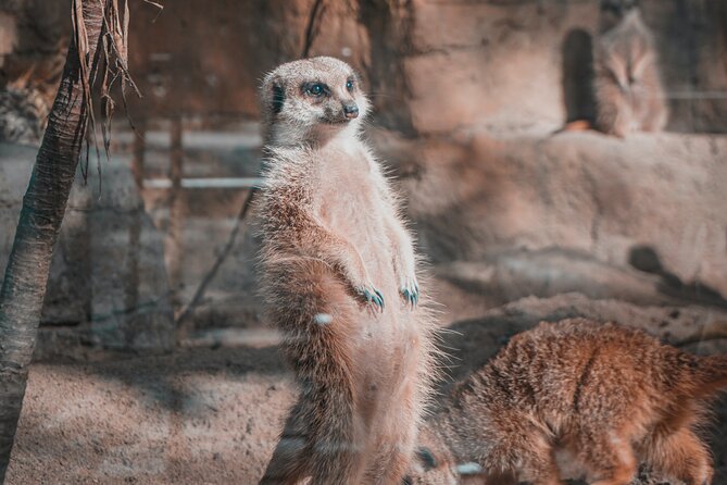 Taipei Zoo and Maokong Gondola Tour - Tour Highlights