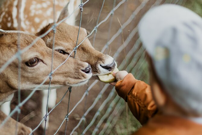 Taipei Zoo and Maokong Gondola Tour - Wildlife Encounters