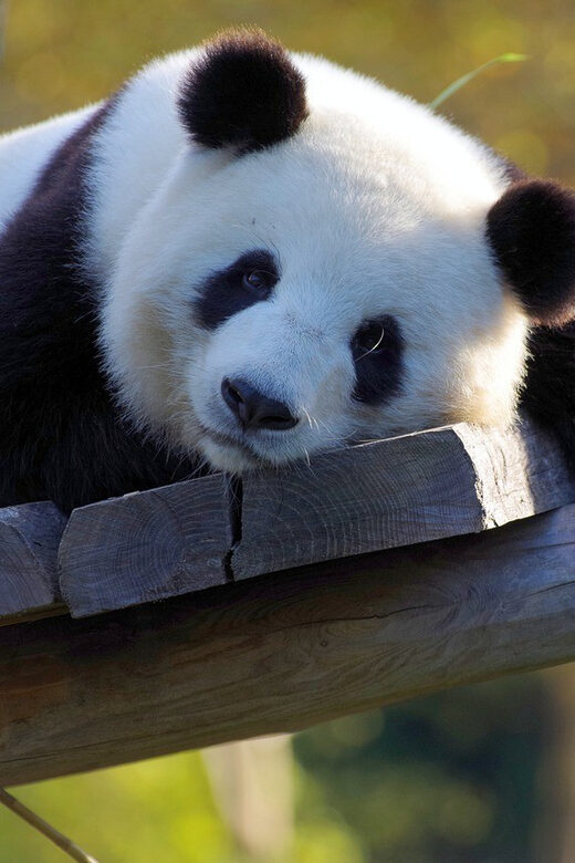 Taipei: Zoo Entrance Ticket - Taipei: Zoo Entrance Ticket – A Detailed Look at One of Asia’s Largest Zoos