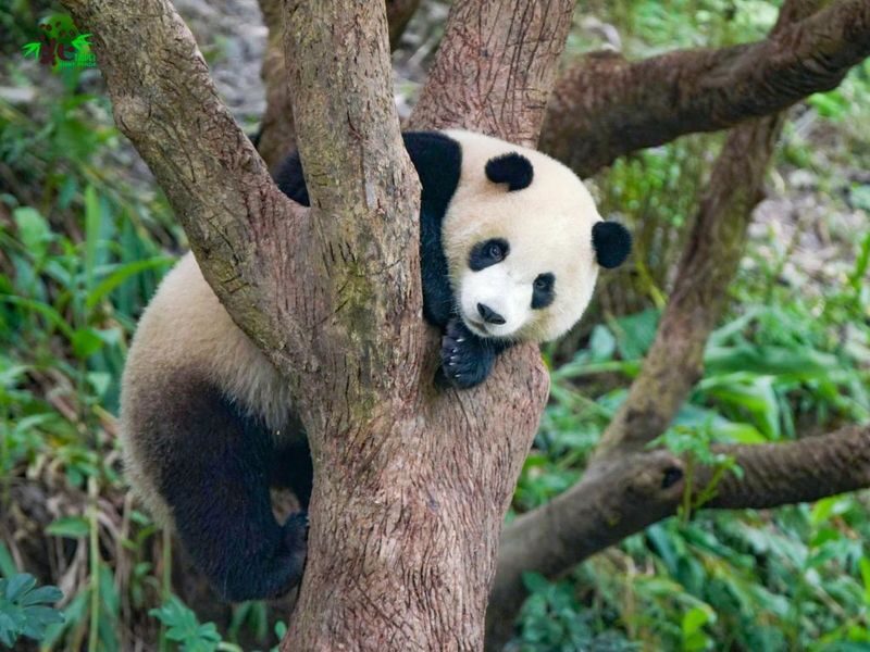 Taipei Zoo Ticket - Give the animals, and your feet, enough time