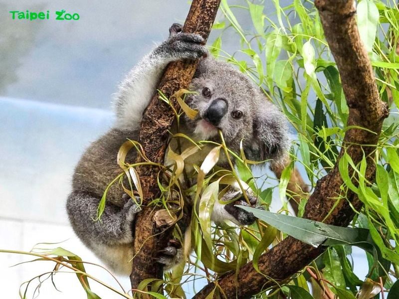 Taipei Zoo Ticket - Pack for Taipei weather and long walks