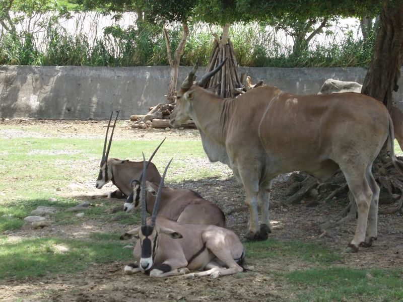 Taipei Zoo Ticket - Is Taipei Zoo worth a place in your itinerary?