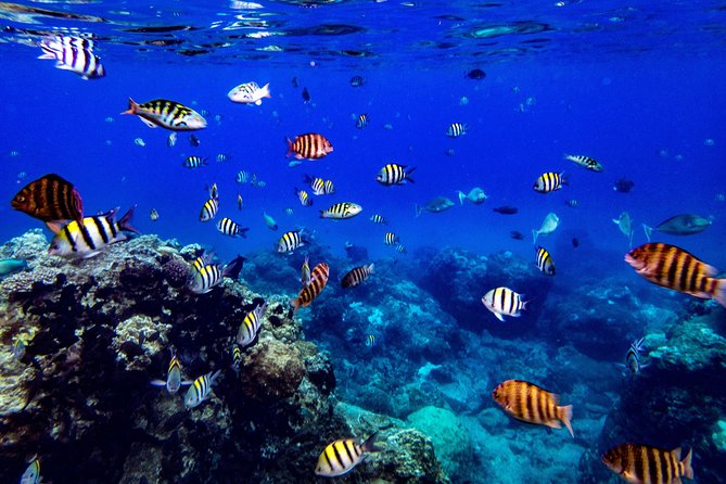 Taiwan Green Island Friendly Snorkeling Experience - Additional Information