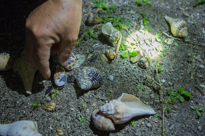 Taiwan Green Island Hermit Crab House Agency Experience Activities - Activity Description and Requirements