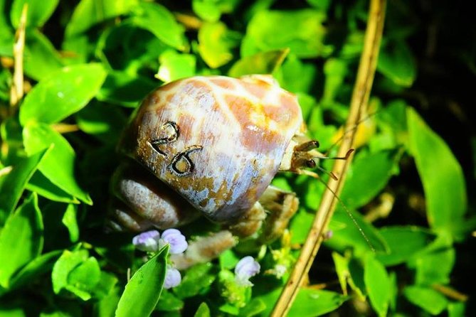 Taiwan Green Island Hermit Crab House Agency Experience Activities - Common Questions