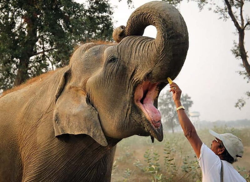 Taj Mahal, Agra Fort & Elephant Conservation Tour from Delhi - FAQs