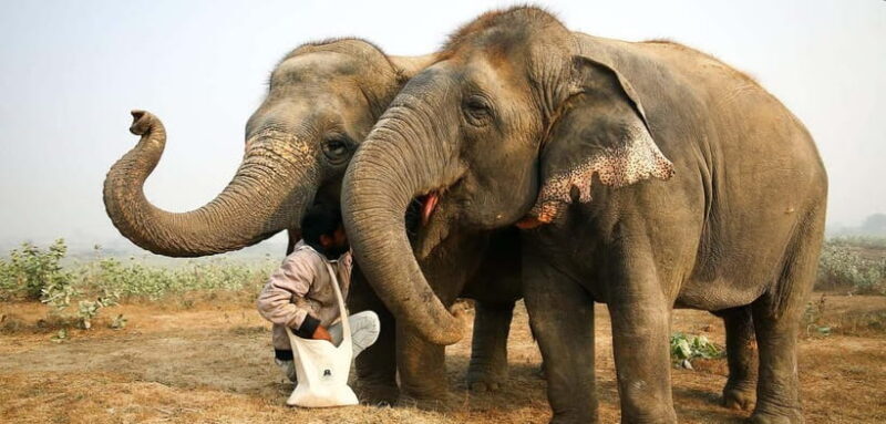 Taj Mahal, Agra Fort & Elephant Conservation Tour from Delhi - The Journey Begins: From Delhi to Agra  