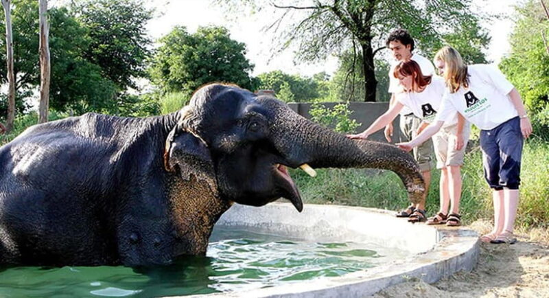 Taj Mahal, Agra Fort & Elephant Conservation Tour from Delhi - Who Is This Tour Best For?  