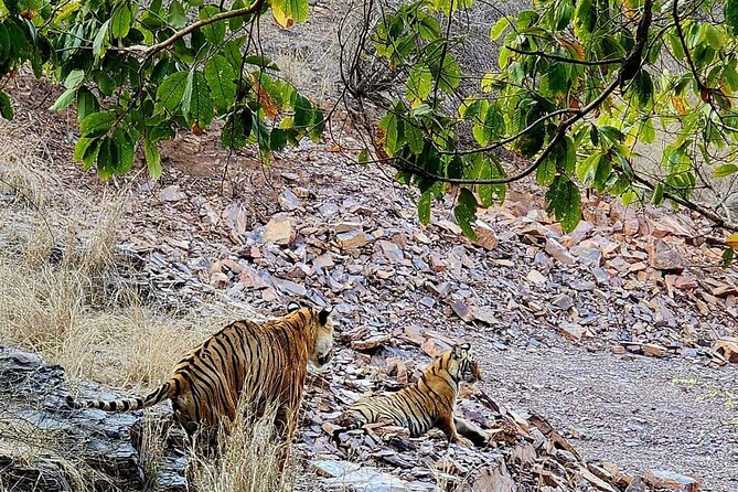 Taj Mahal and Safari Tour Rajasthan - Start Time and Operating Hours