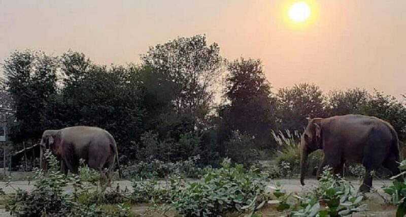 Taj Mahal & Elephant SOS Overnight Tour From Delhi Overnight - Good To Know