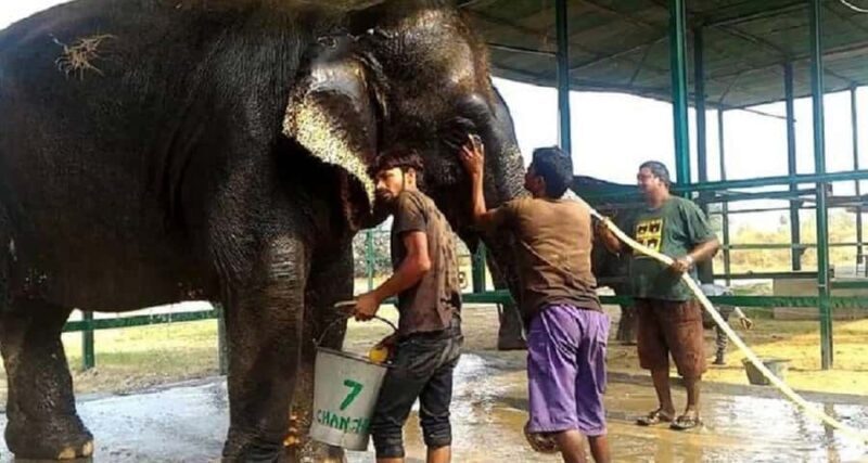 Taj Mahal & Elephant SOS Overnight Tour From Delhi Overnight - Who Should Consider This Tour?