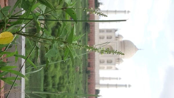 Taj Mahal Sunrise Private Tour From Jaipur by Car - Customer Reviews and Recommendations