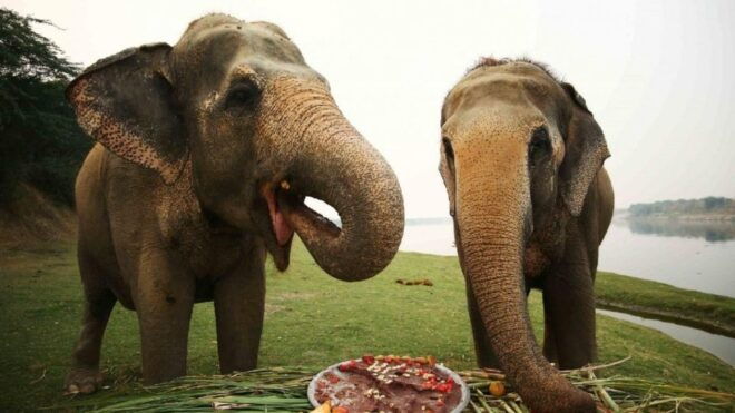 Taj Mahal Sunrise Tour With Elephant or Bear Rescued Centre - Inclusions and Exclusions