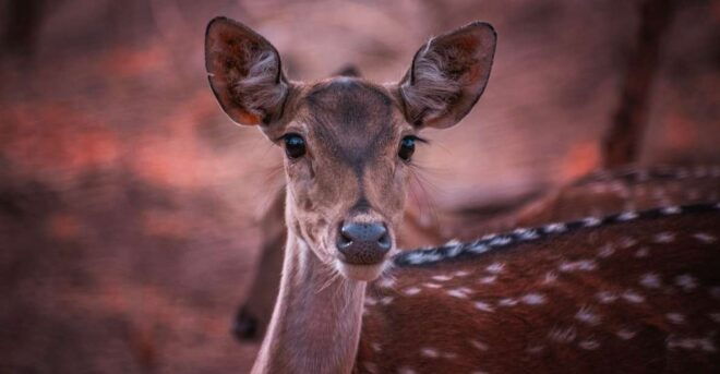 Taj Mahal Tour + Tiger Safari - Inclusions