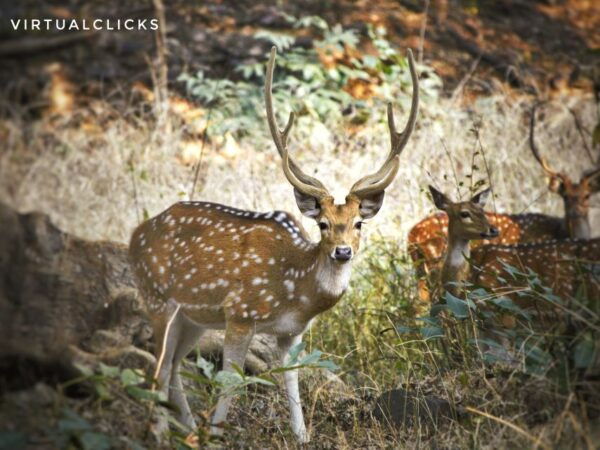 Taj Mahal Tour + Tiger Safari - Directions