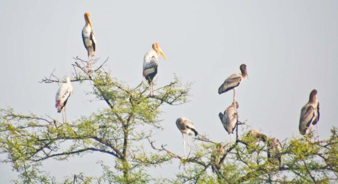Taj Mahal Tour With Bharatpur Bird Sanctuary From Delhi - Important Information