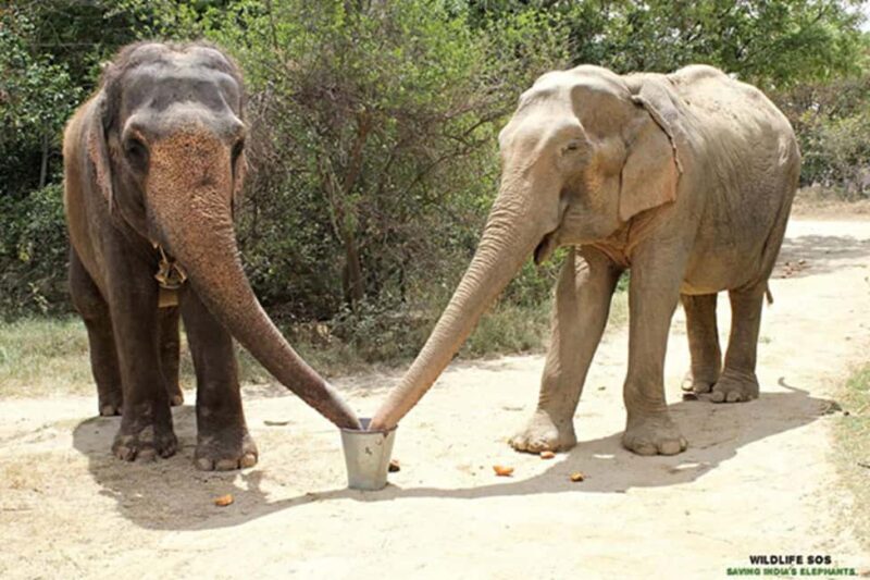 Taj Mahal with Elephant sanctuary tour - FAQ