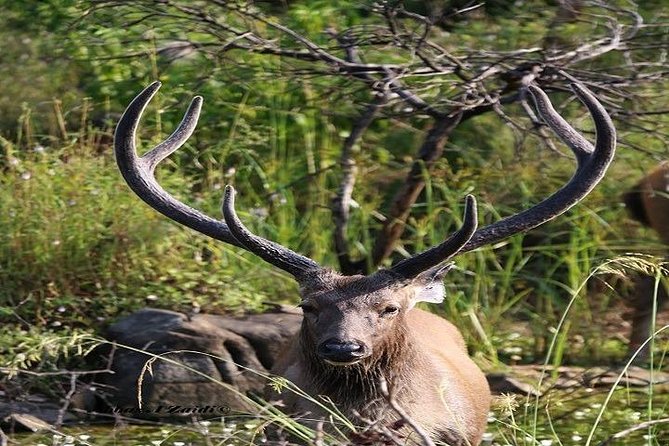 Taj Mahal With Ranthambore Jungle Safari - Price and Reviews Summary