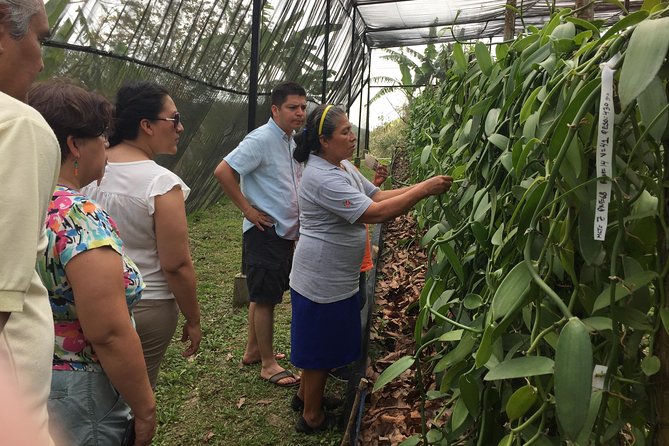 Tajin Ruins Day Trip and Vanilla Factory Experience - Tour Overview
