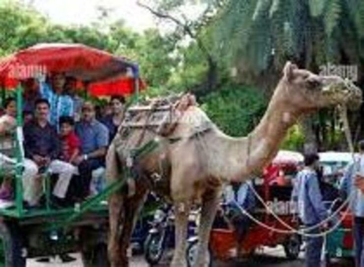 Tajmahal Tour With Tuktuk,Camel & Horse Cart - Multilingual Experience Offered