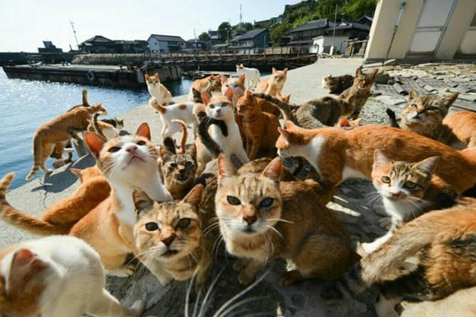 Takamatsu Half-Day Private Tour With Government-Licensed Guide - Pricing