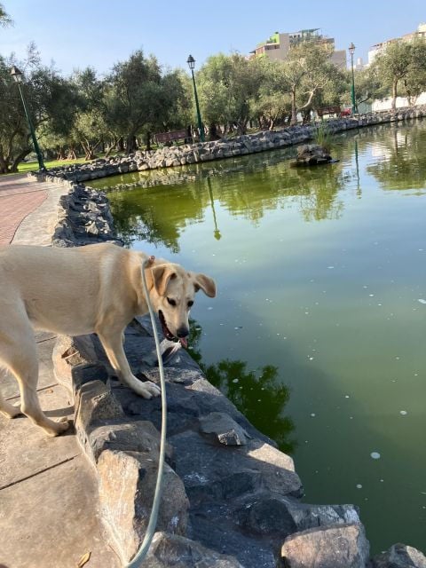 Take an Hour Stroll Around the Hidden Gems of El Olivar Park - Guided Tour Experience Details