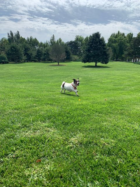 Taking a Walk With Rescue Puppies - Booking Information