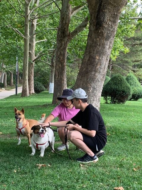 Taking a Walk With Rescue Puppies - Transportation Options