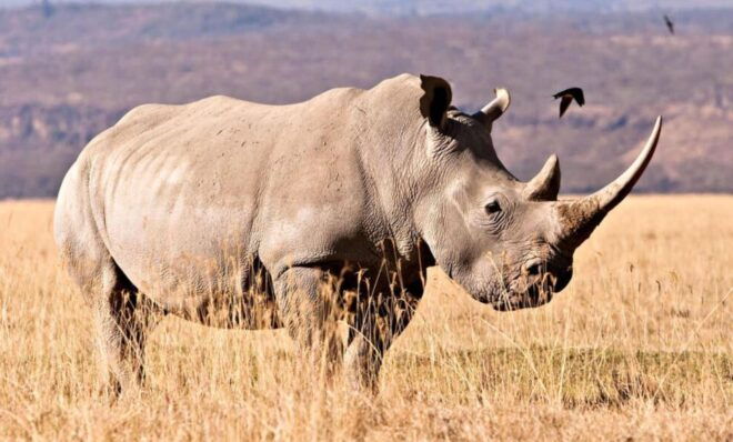 Tala Game Reserve & Natal Lion Park Day Tour From Durban - Highlights