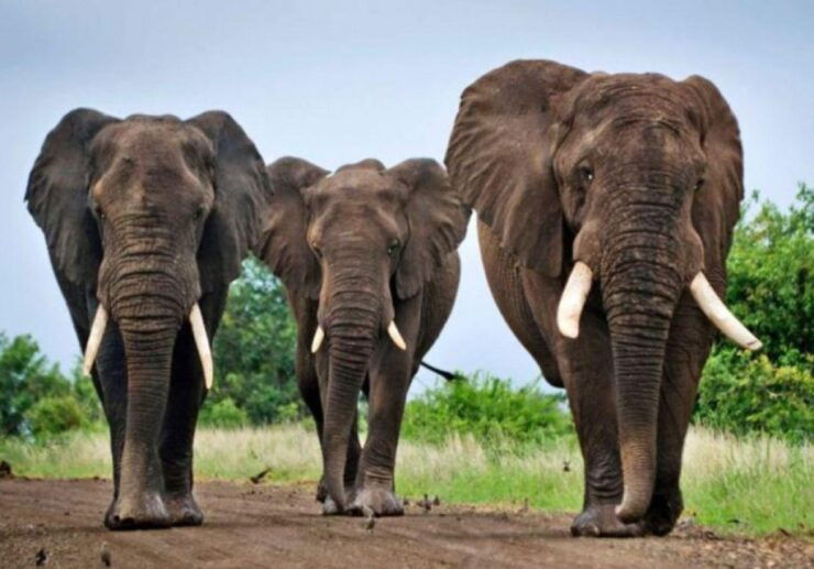 Tala Game Reserve, Natal Lion Park & Phezulu From Durban - Good To Know
