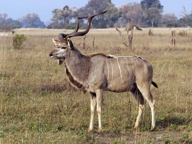 Tala Game Reserve, Natal Lion Park & Phezulu From Durban - Departure Details