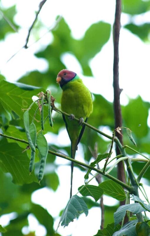 Talangama Wetlands Birdwatching & Local Village Experience - Final Thoughts