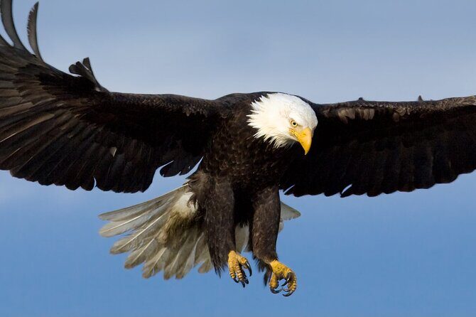 Tales & Tides: Alaskan Lore & Wildlife Cruise - Good To Know