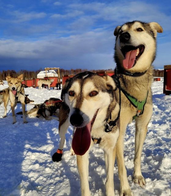 Talkeetna: Alaskan Winter Dog Sledding Experience - Good To Know