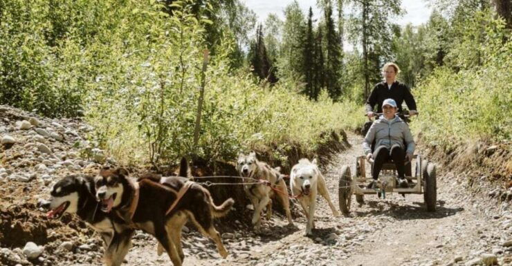 Talkeetna: Mushing Experience With Iditarod Champion Dogs - Pricing and Duration