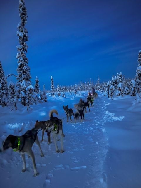 Talkeetna: Winter Dog Sled Tour Morning or Night Mush! - Good To Know