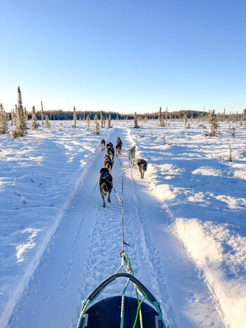 Talkeetna: Winter Dog Sled Tour Morning or Night Mush! - Important Information