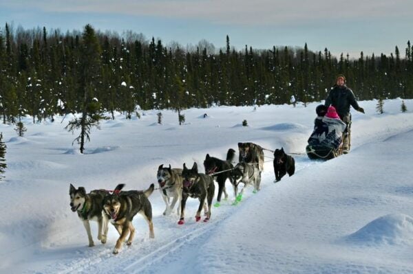 Talkeetna: Winter Dog Sled Tour Morning or Night Mush! - The Sum Up